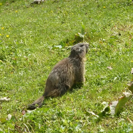 酒店 格里尔斯酒店 拉普拉涅